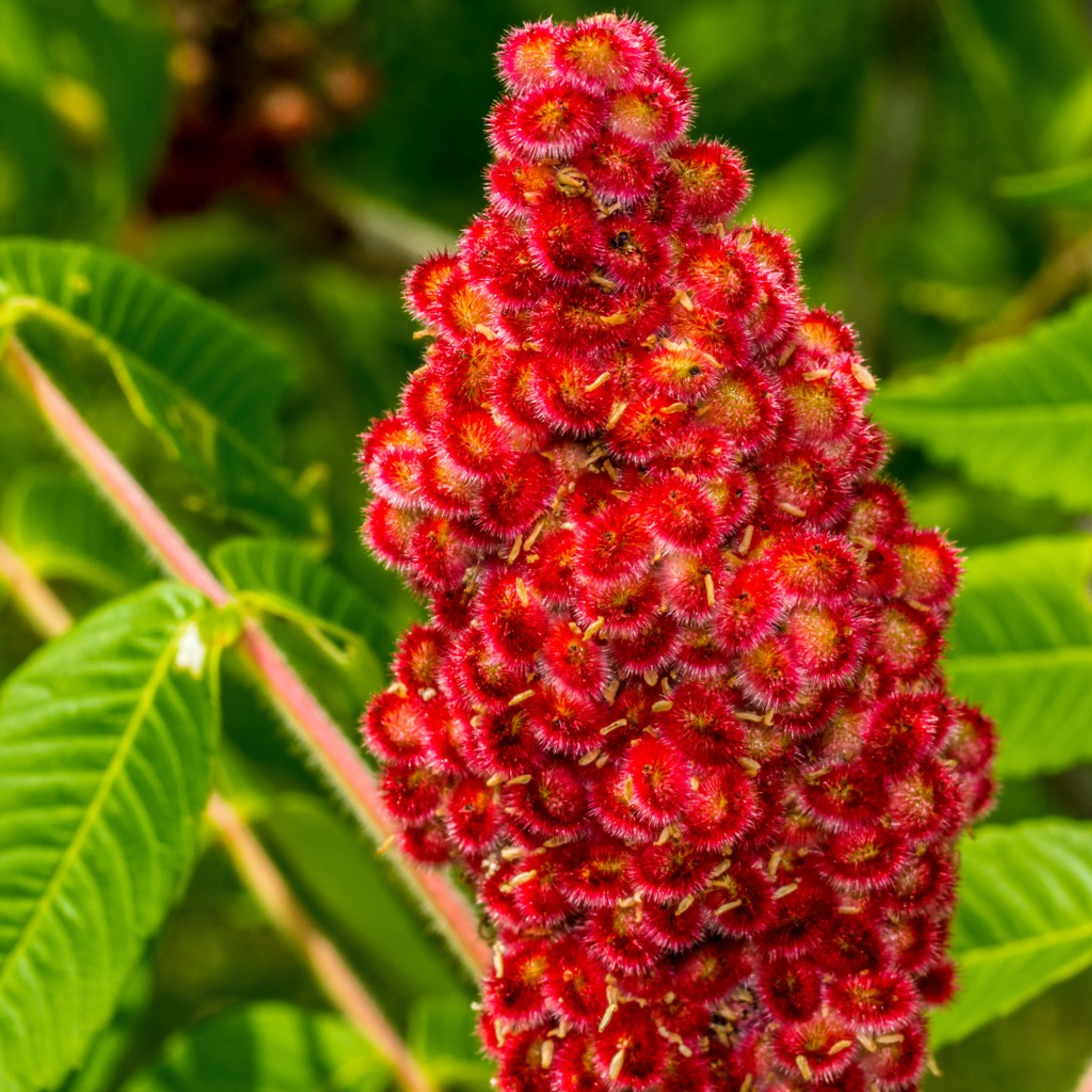 Sumac (par 2)