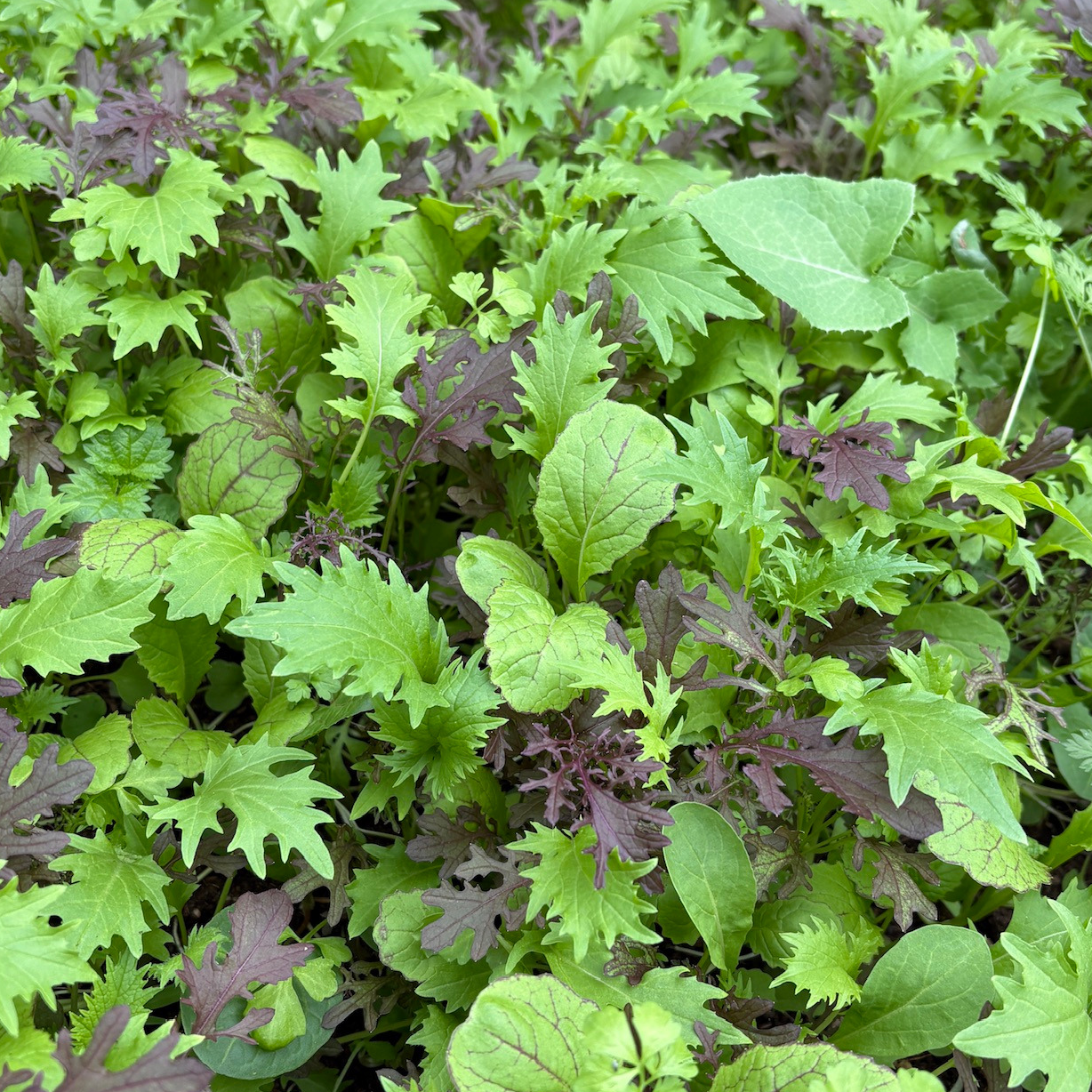 Salade Mesclun Barquette - 200g