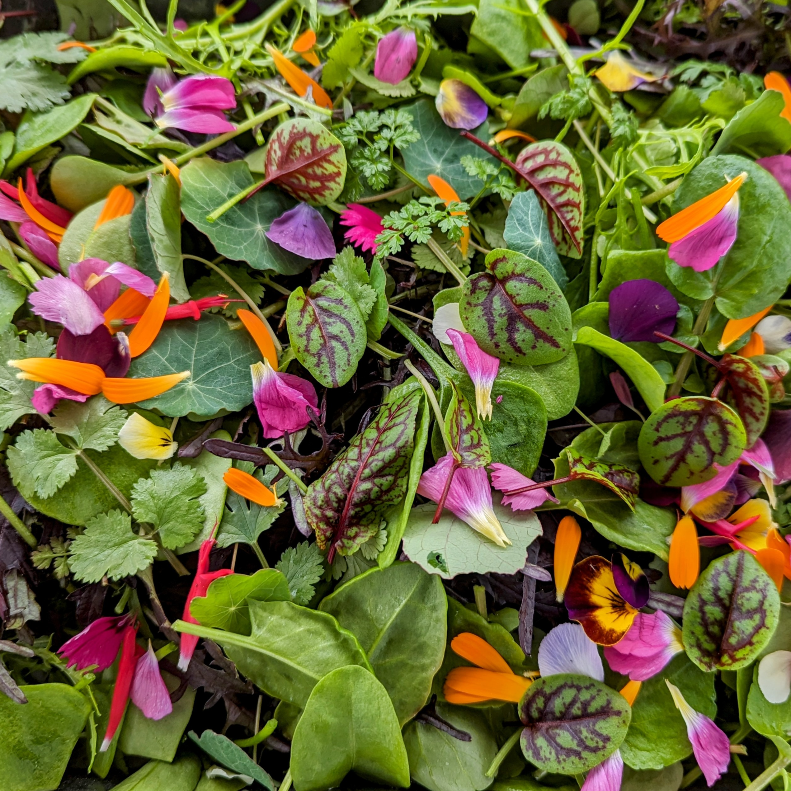 Mesclun piquant et coloré - 100g