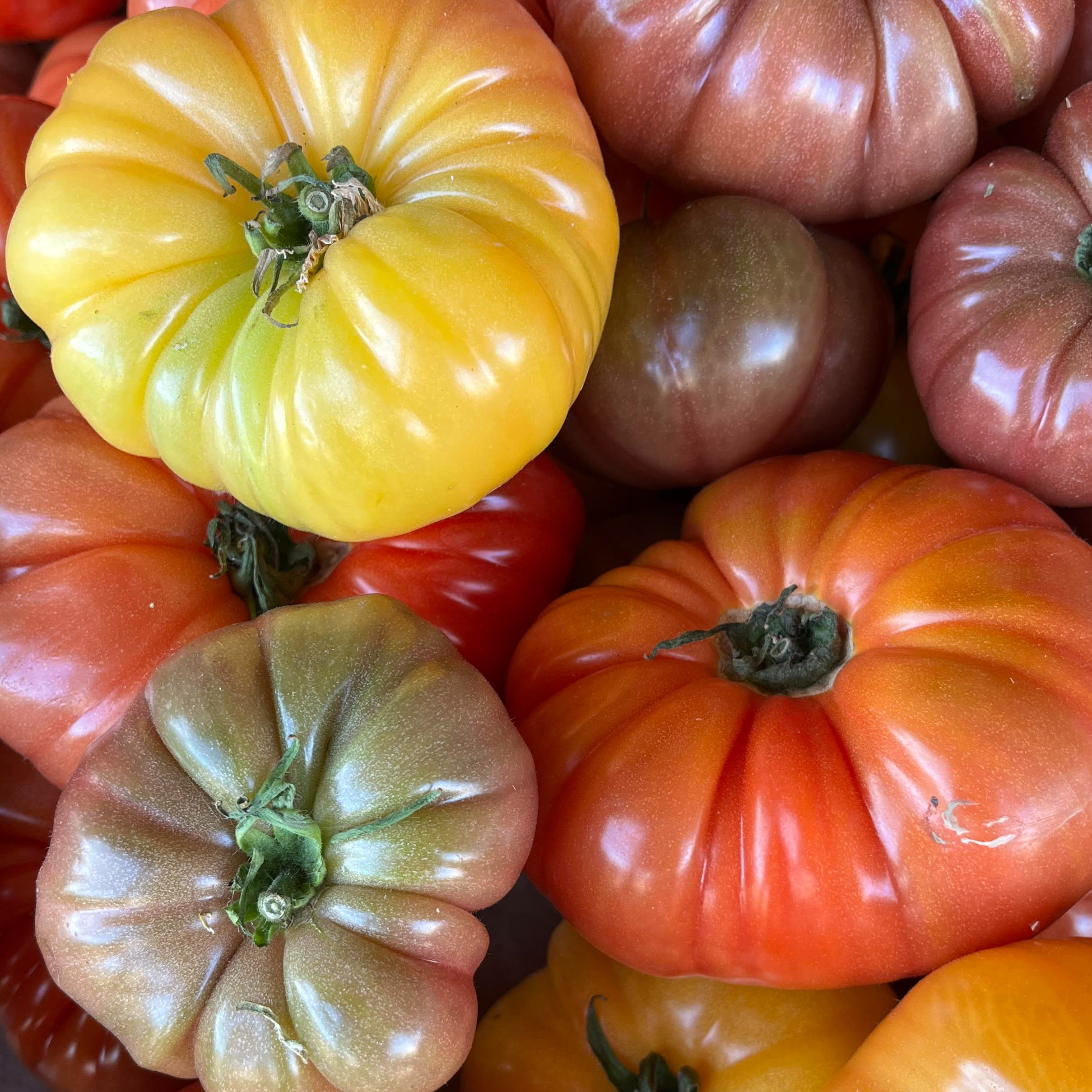 TOMATES ANCIENNES Mélangées/Kg