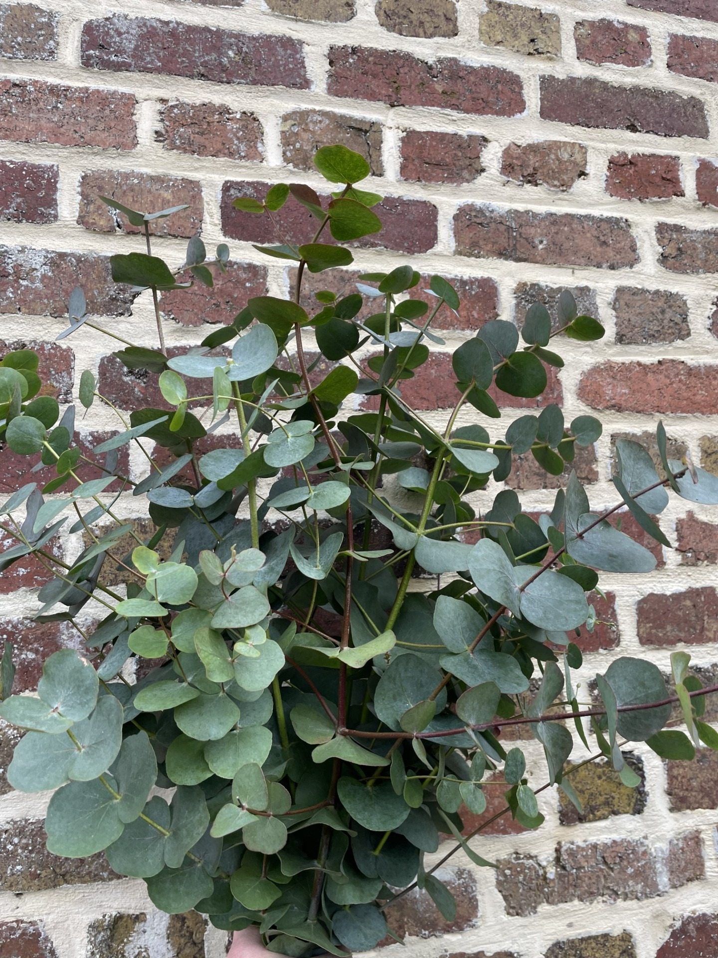 Eucalyptus sylver dollar - botte de 300 gr - +/- 60cm