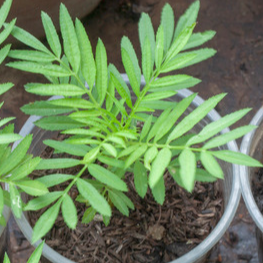 Feuilles de Tagètes (par 50)