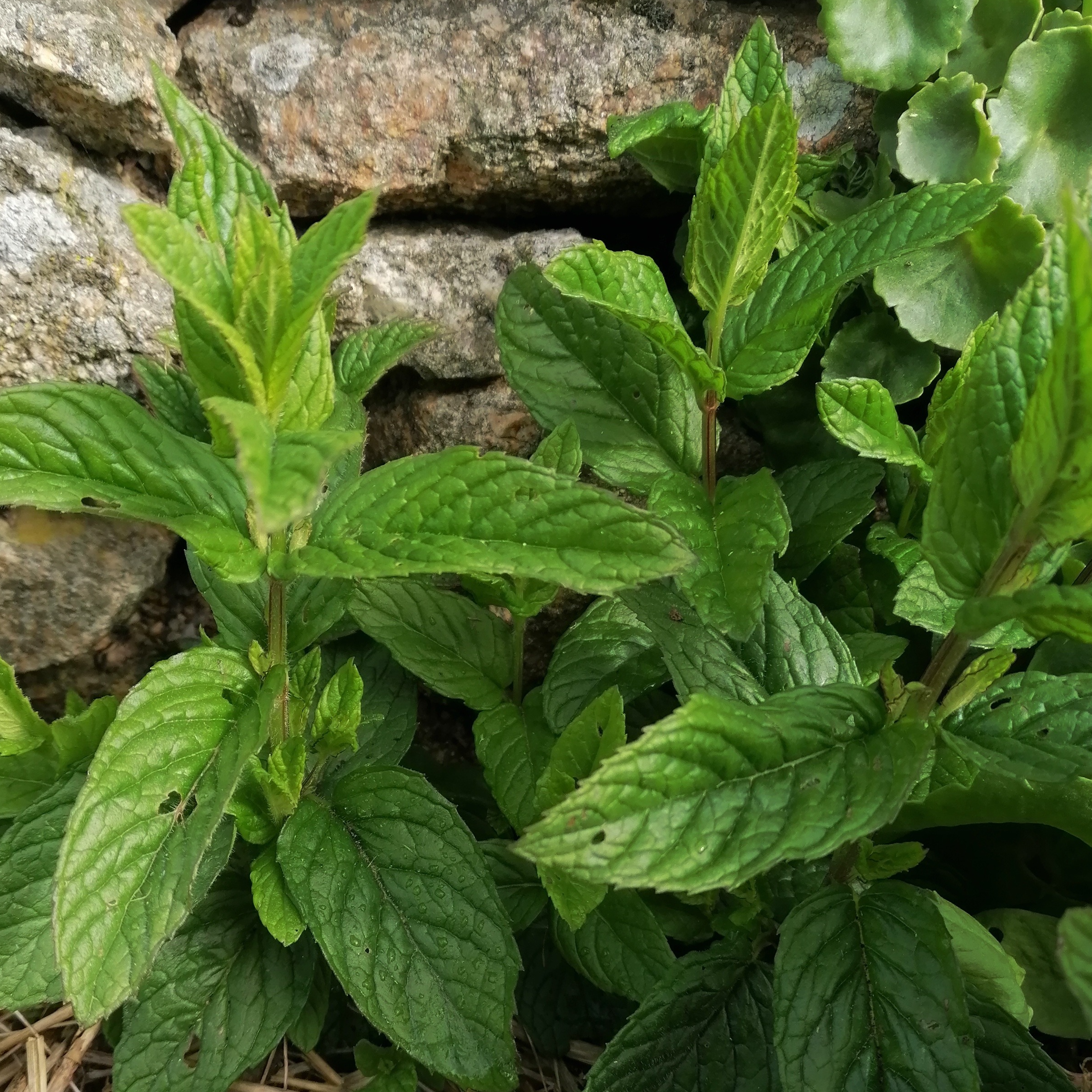 Menthe fraiche - 30g