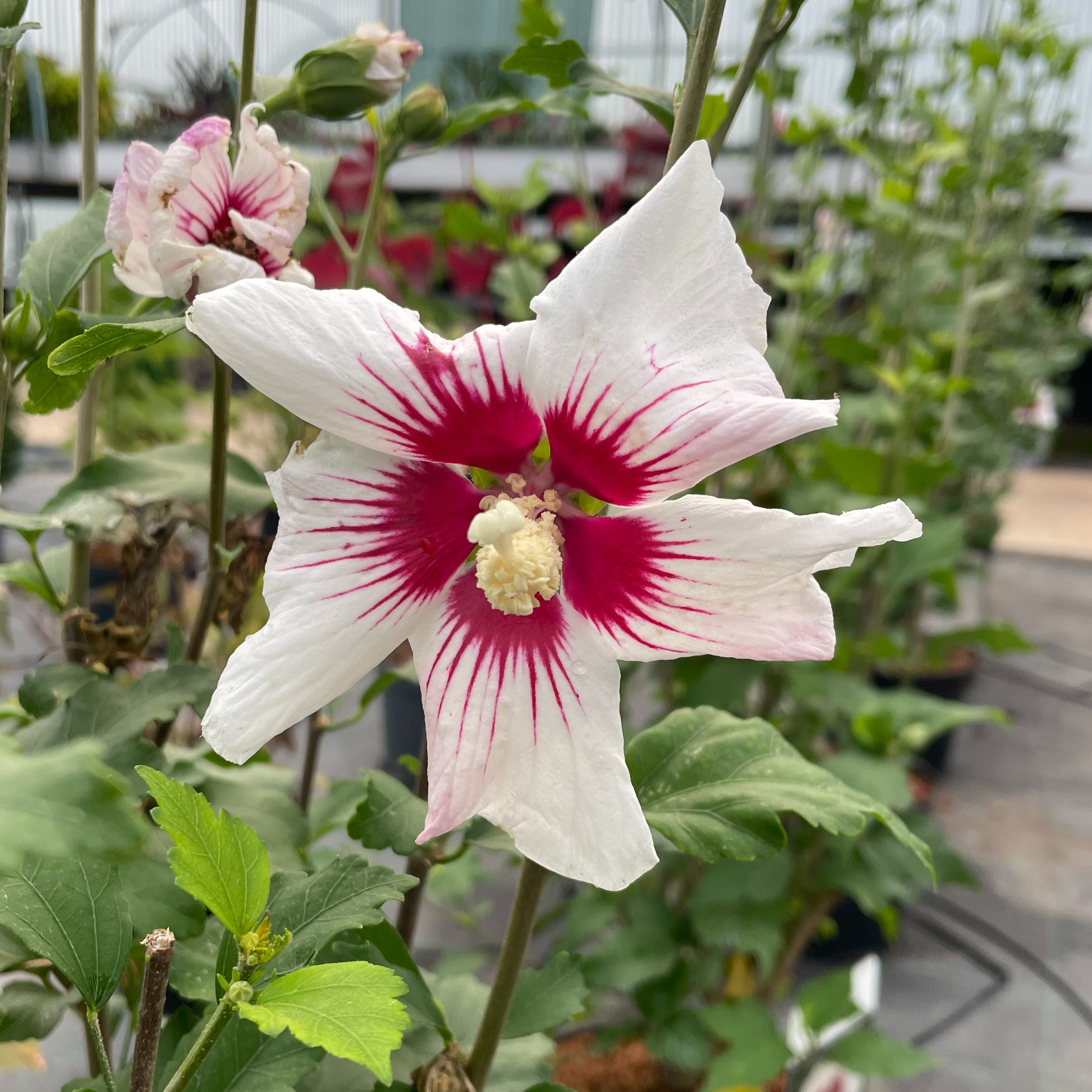 Hibiscus Shintaeyang