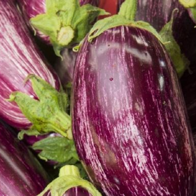 Aubergine