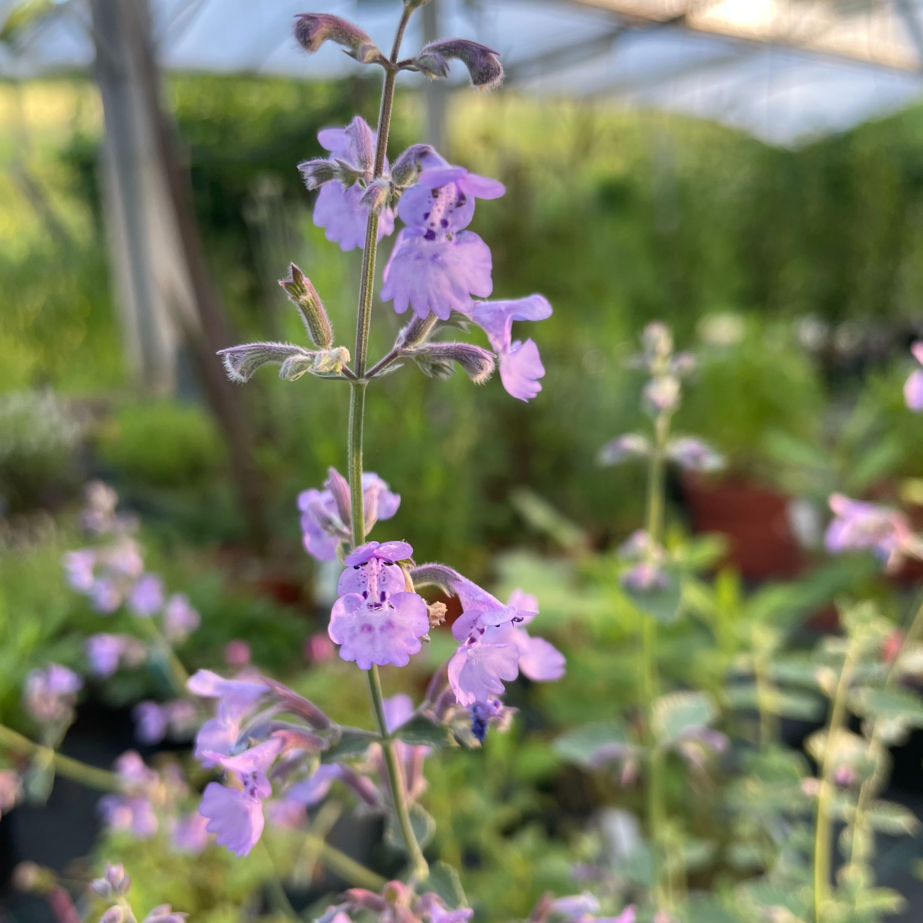 Nepeta faassenii ‘Six Hills Giant’