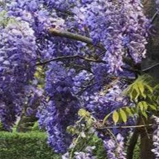 Glycine de Chine - Wisteria sinensis - Mauve