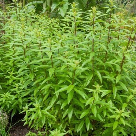 Plant de Verveine