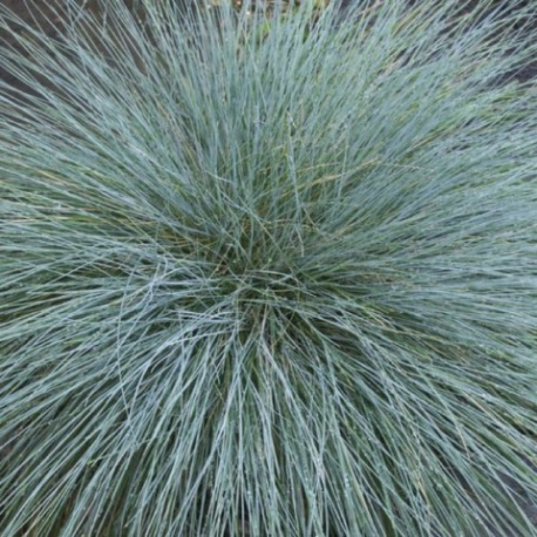 Festuca Silbersee