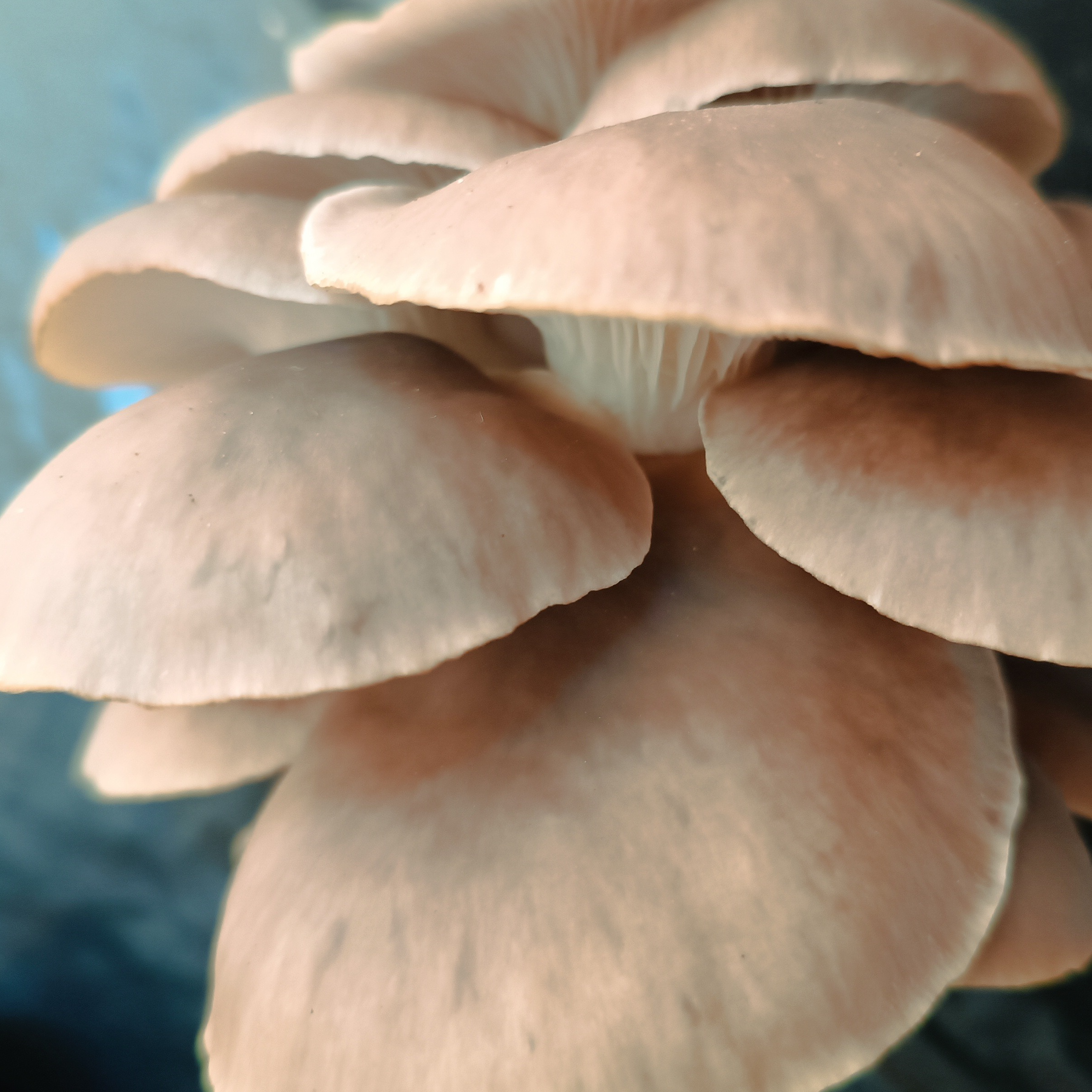 Pleurotes - 500g - selon disponibilité