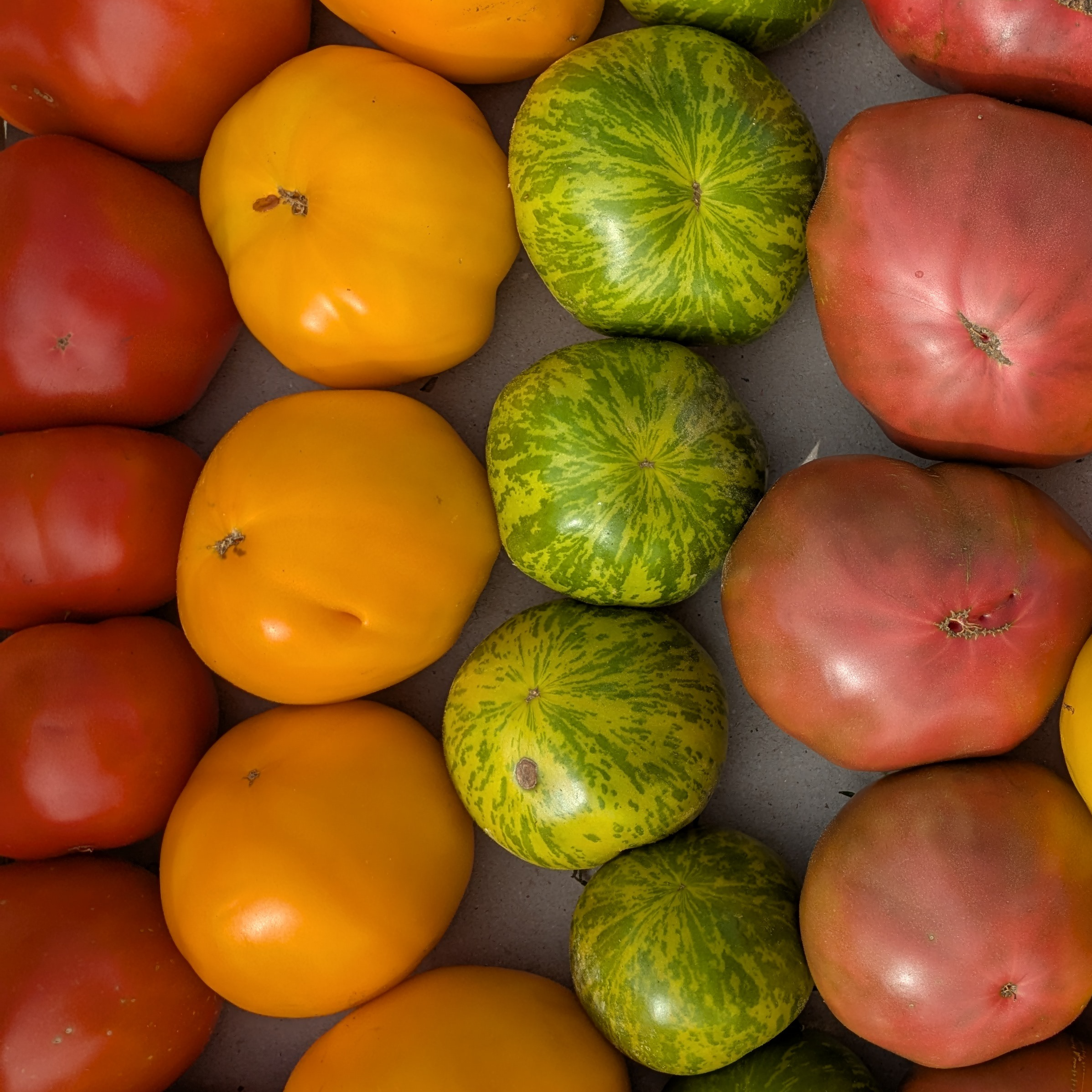 Tomate ancienne