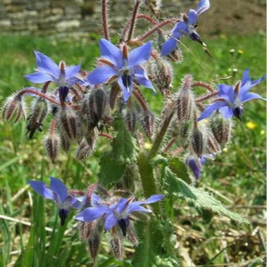 BOURRACHE (bleue ou blanche)