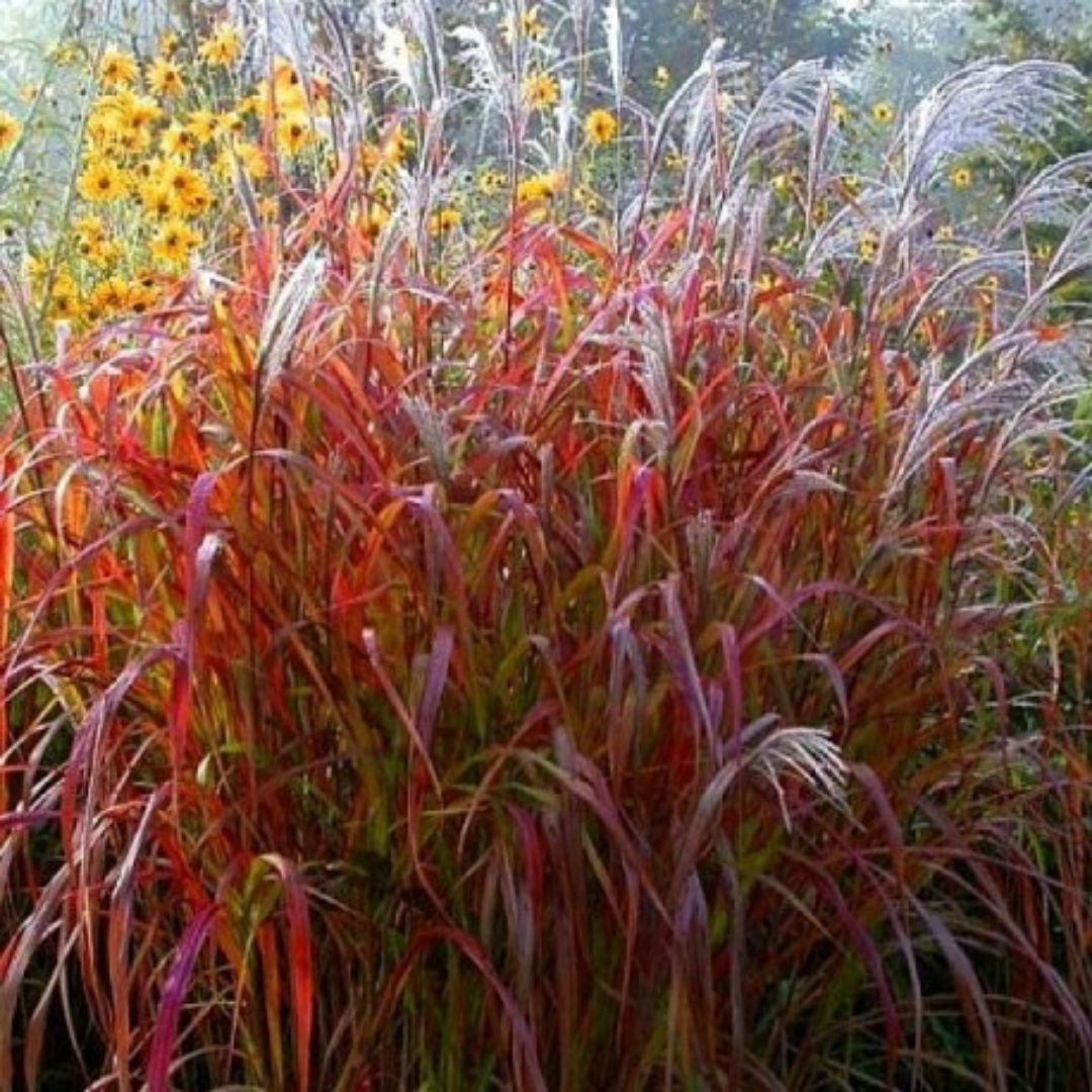 Miscanthus sinensis ‘Dronning Ingrid’