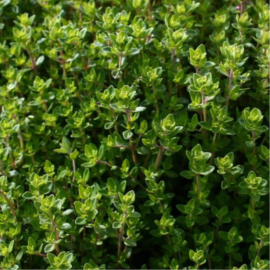 THYM CITRON