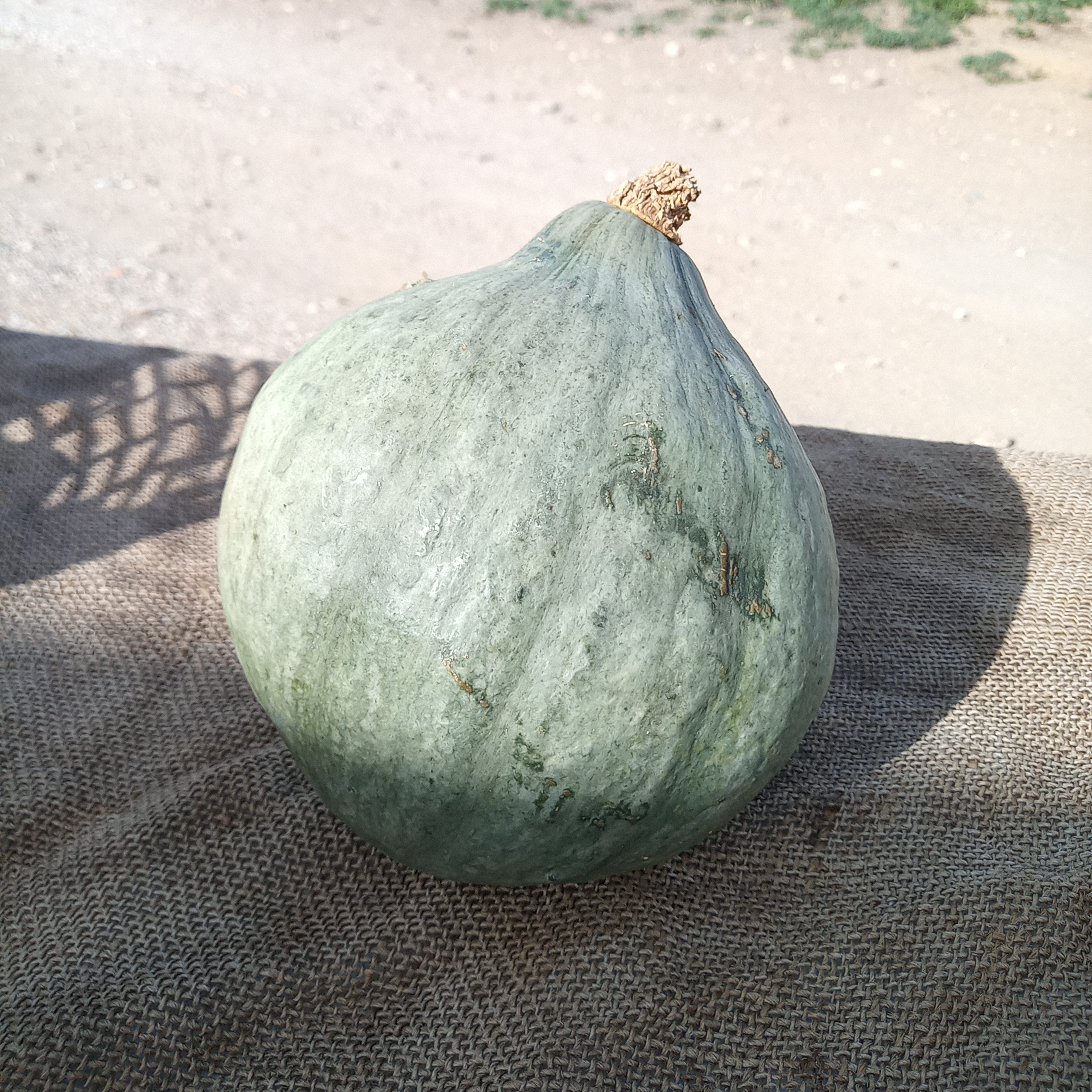 Courge Blue ballet