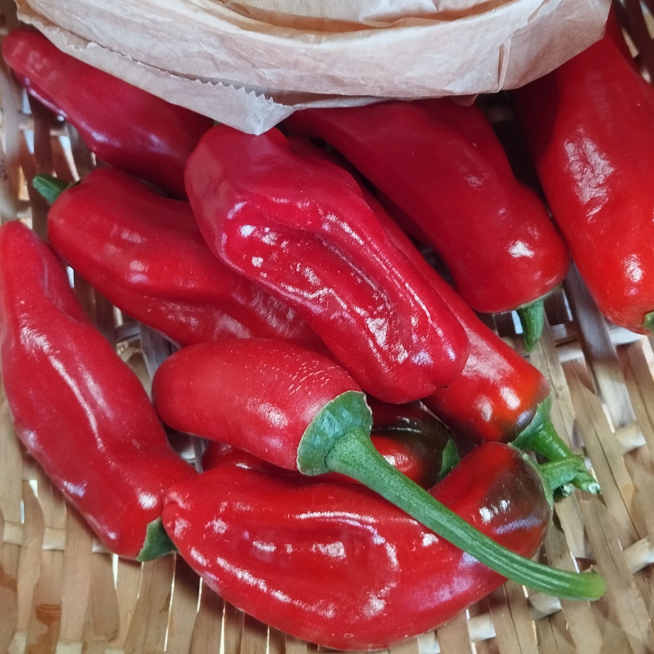 Piment de bresse (doux) frais