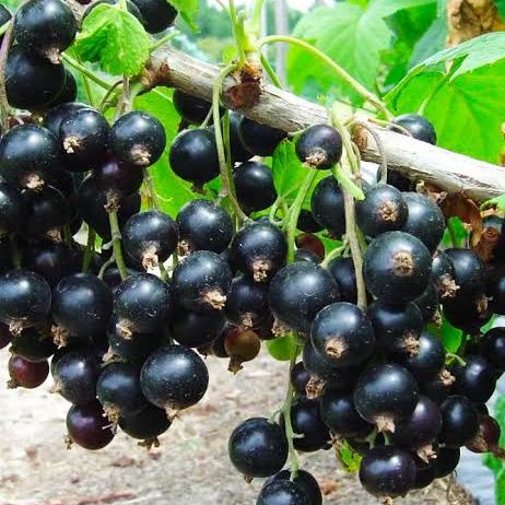 Cassis "Titania" - Ribes nigrum