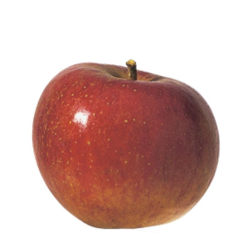 Pomme Cox's orange biologique