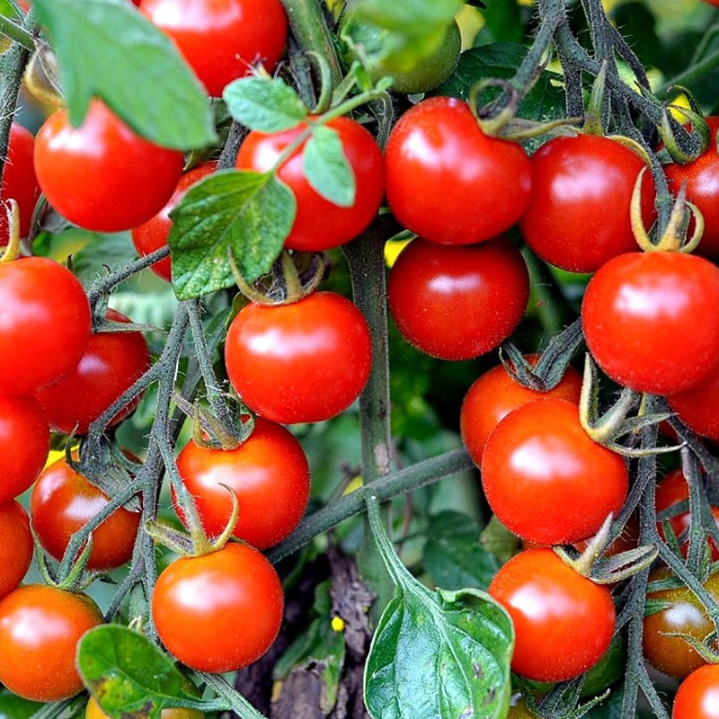 tomate cerise