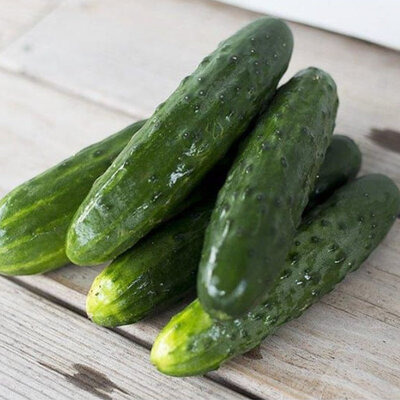 Plant de concombre - Long vert d'Alan