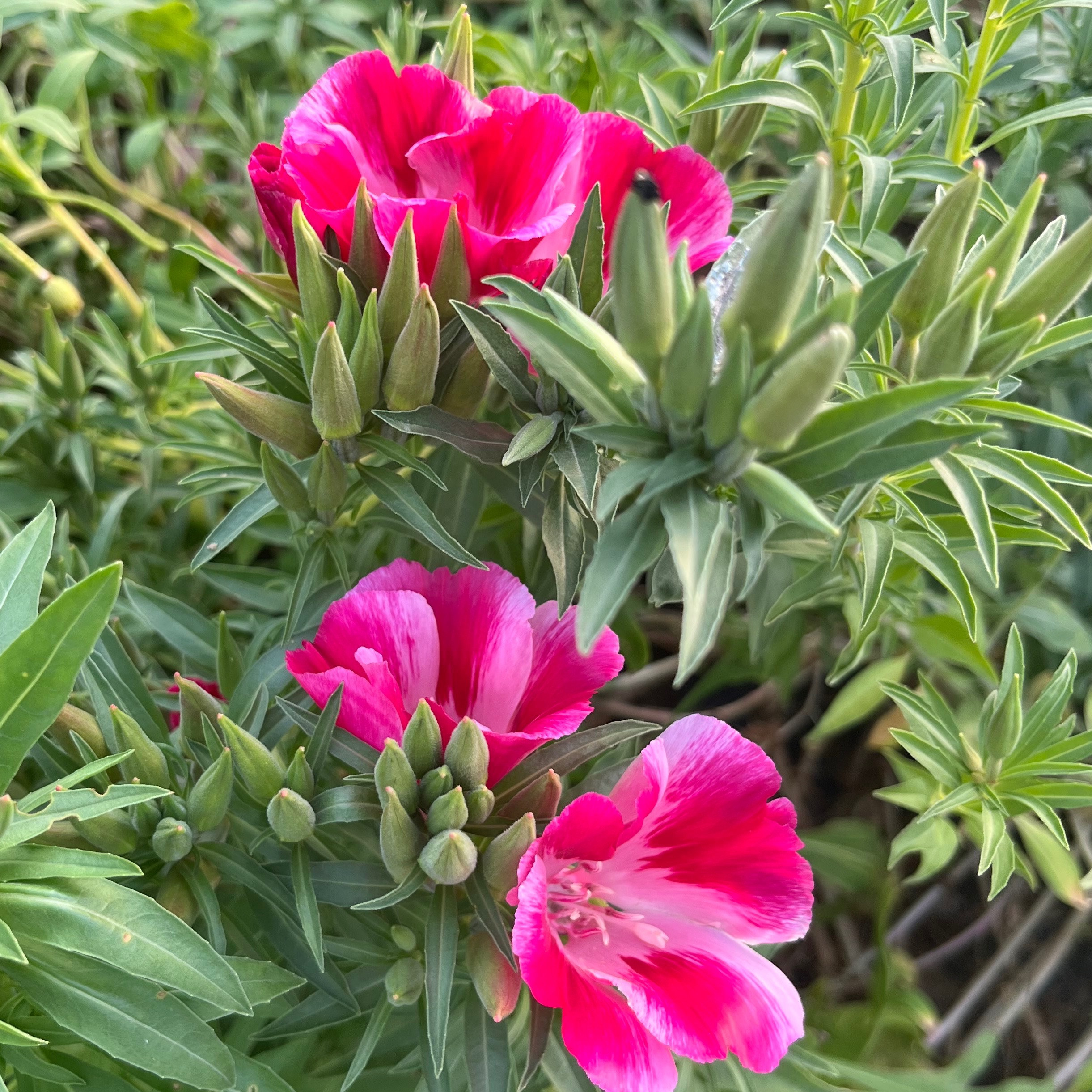 GODETIA MIX