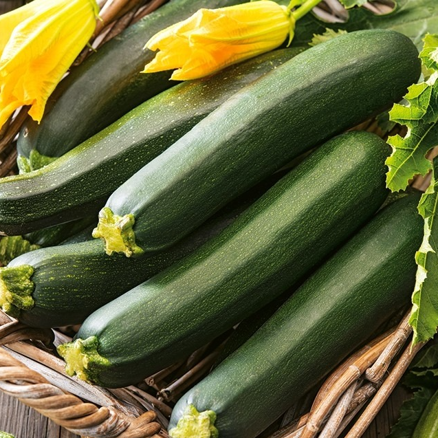 Courgette Black beauty – verte de Milan en godet 8 cm