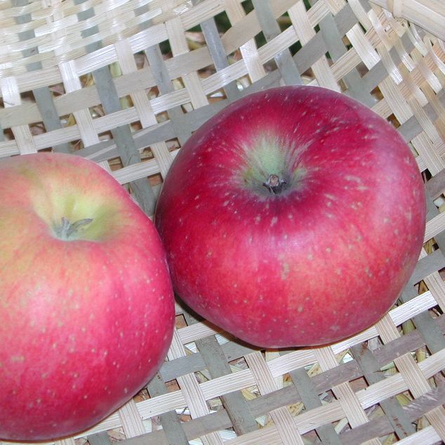 Pommier - Malus domestica "Melrose"