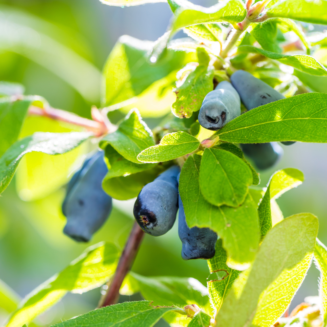 Baie de mai Duet - 3l