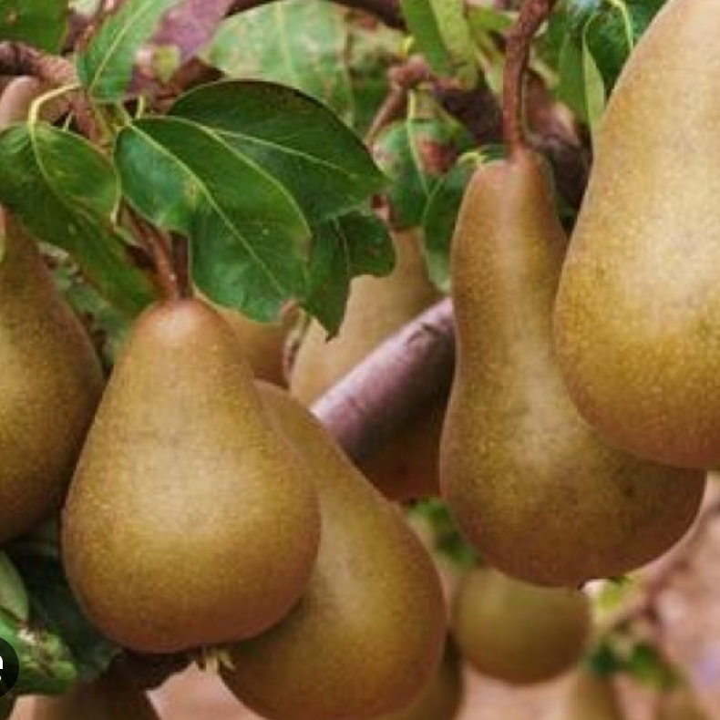 Poirier 'Beurrée Bosc' / OHF87 Racines nues