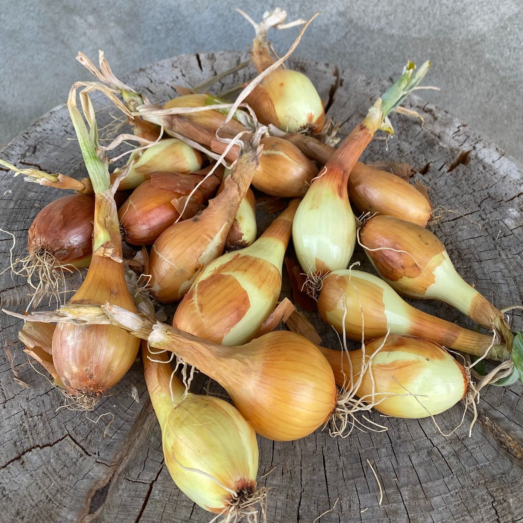 Sac de 500g Oignons jaune Sturon - 500g
