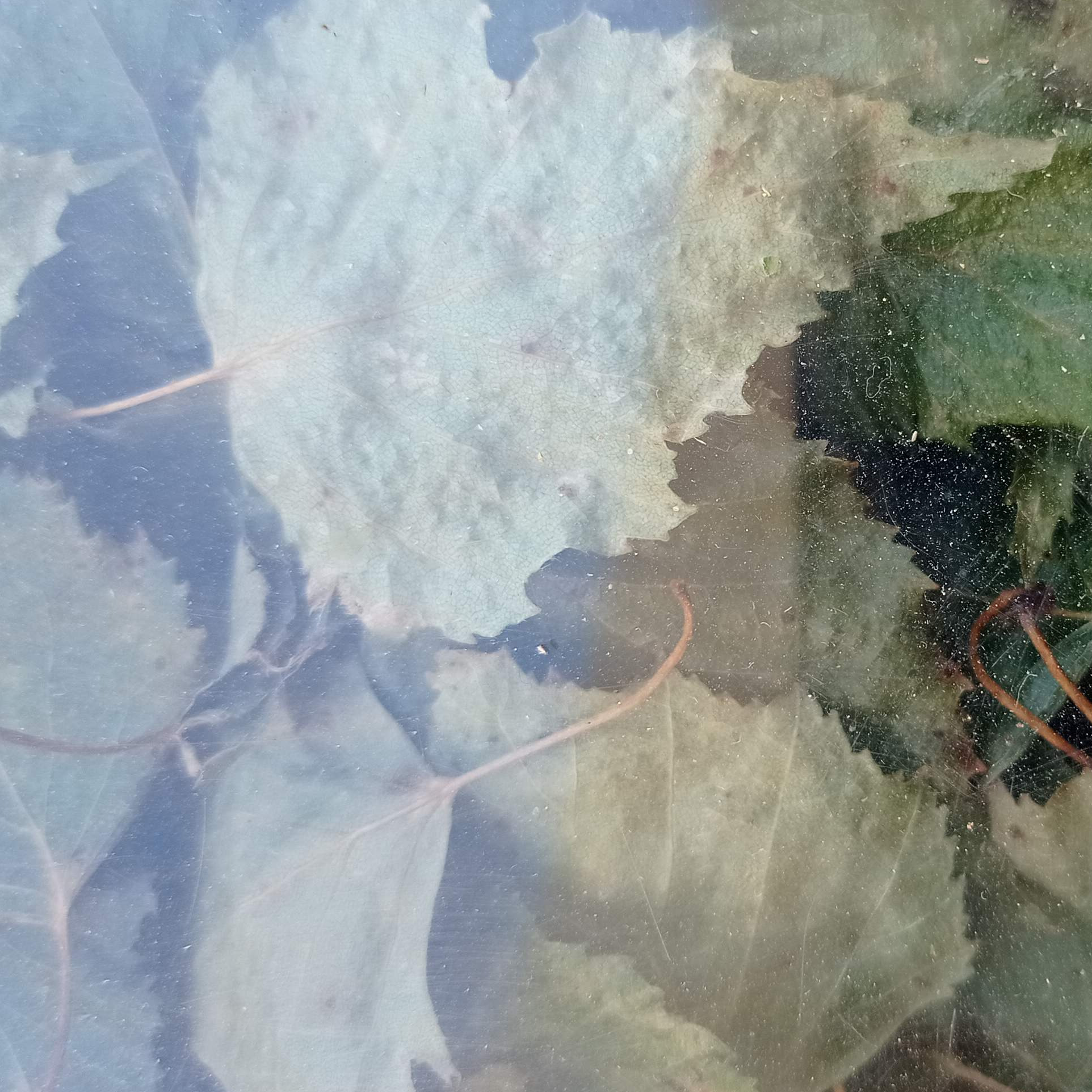 Vigne rouge sachet de 25 g