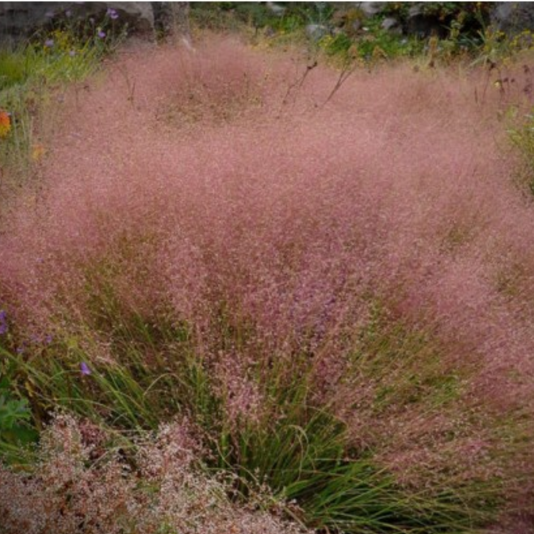 Muhlenbergia reverchonii