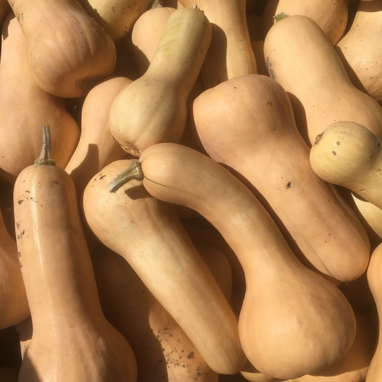 Courge butternut - 1,6kg