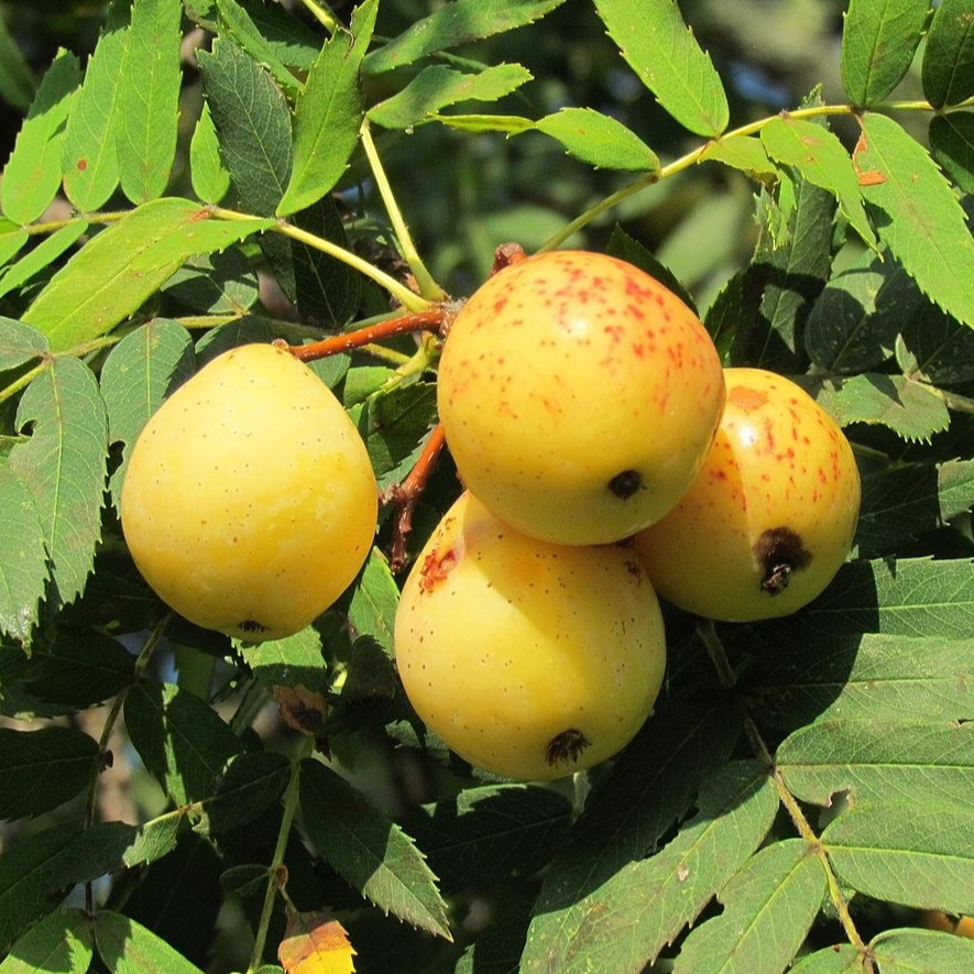 Cormier Racines nues