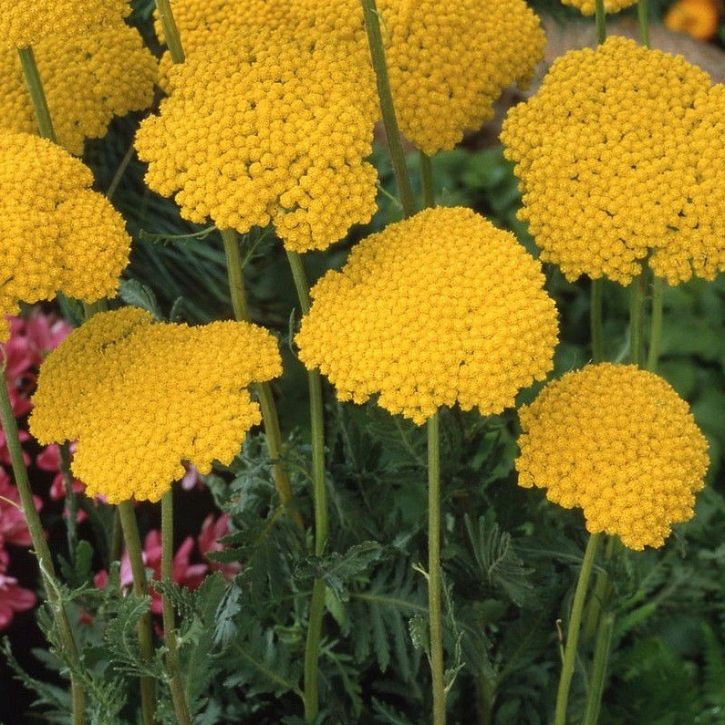 Achillée millefeuille 'Cloth of gold' en pot 1 litre