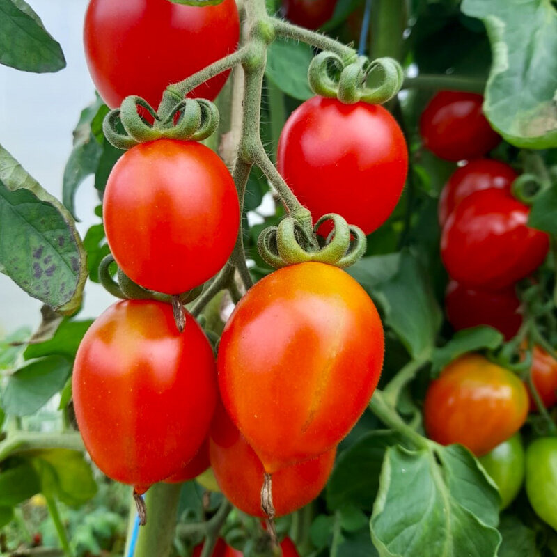 Plant de Tomate Cerise - Principe Borghese