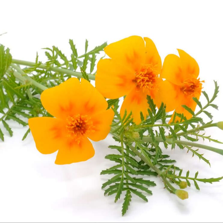 Fleurs - Tagetes