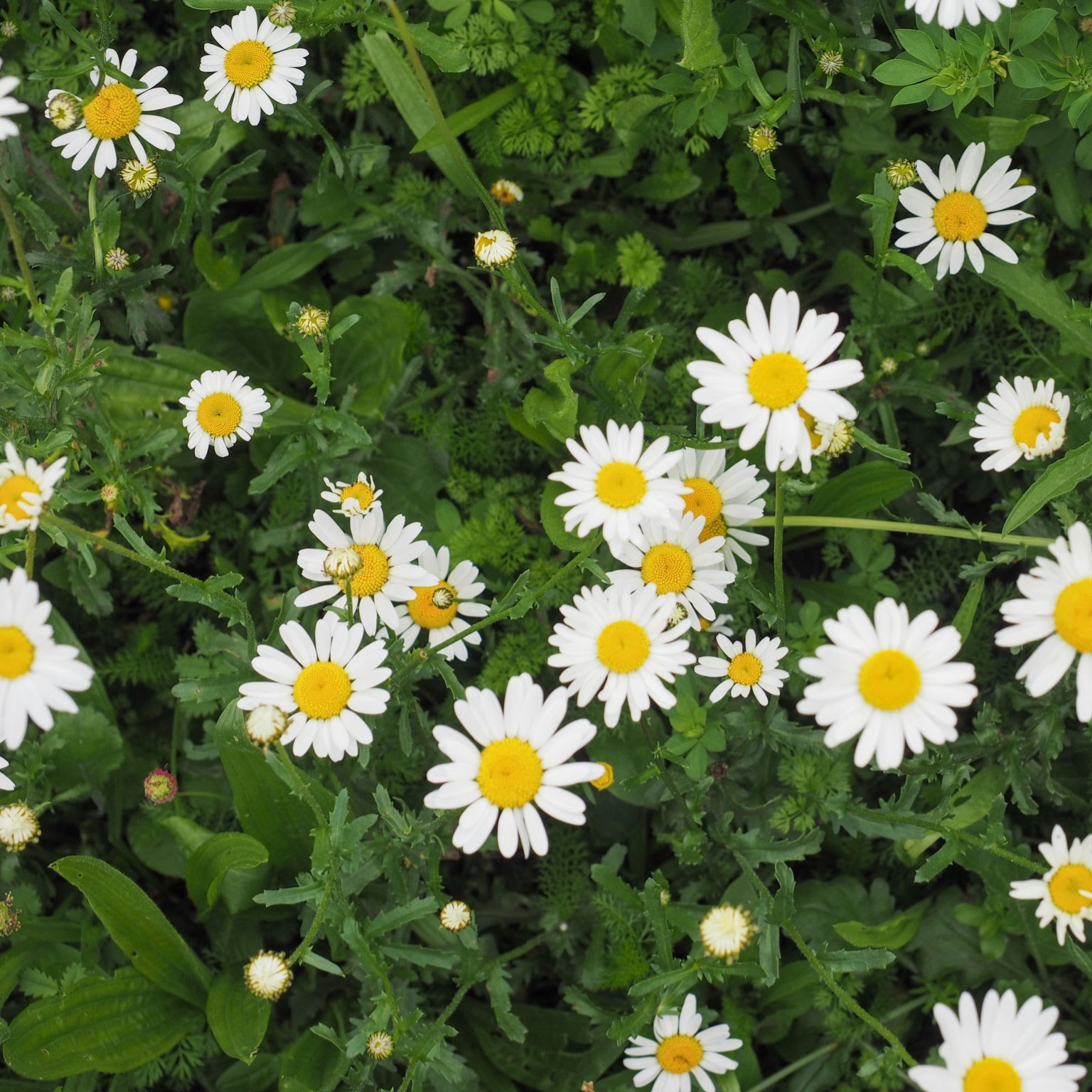 Fleurs de pâquerettes (par 50)