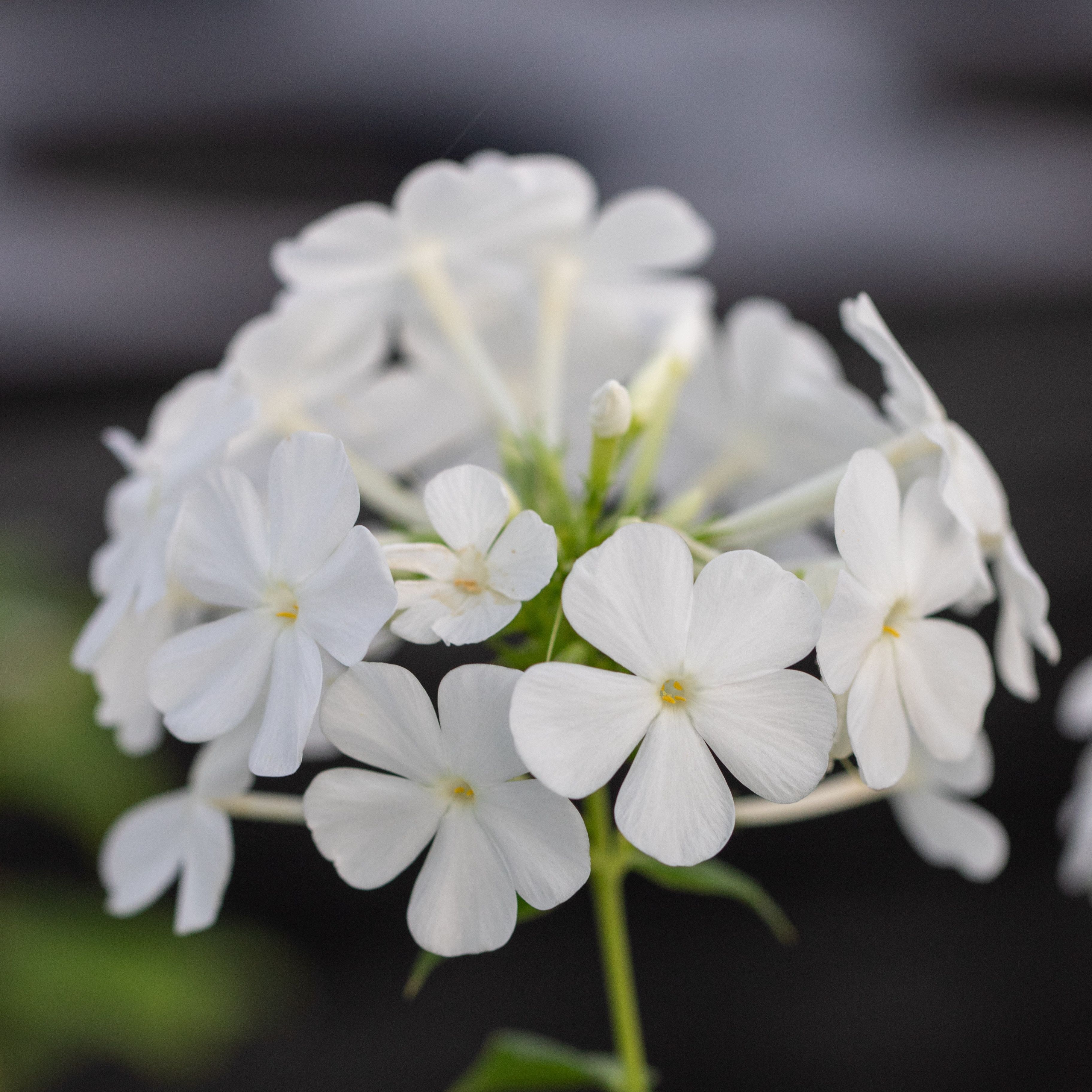 Phlox paniculata ‘Fujiyama’