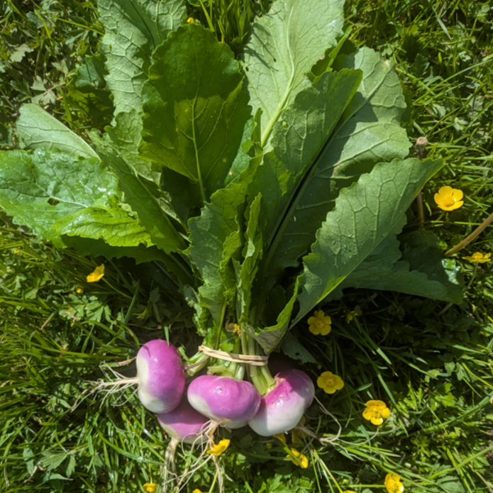 navet violet botte