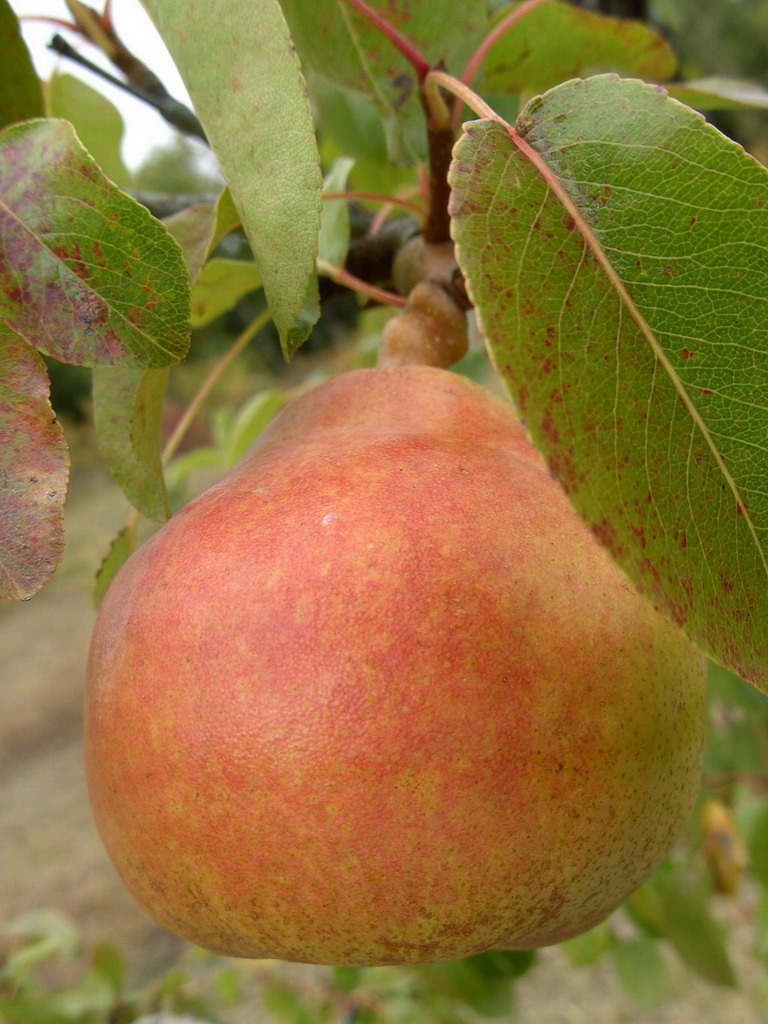 Poirier - Pyrus communis "Doyenné du Comice"