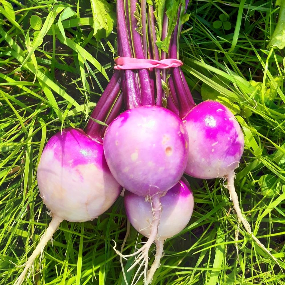 NAVET NOUVEAU BLANC/VIOLET - 500g