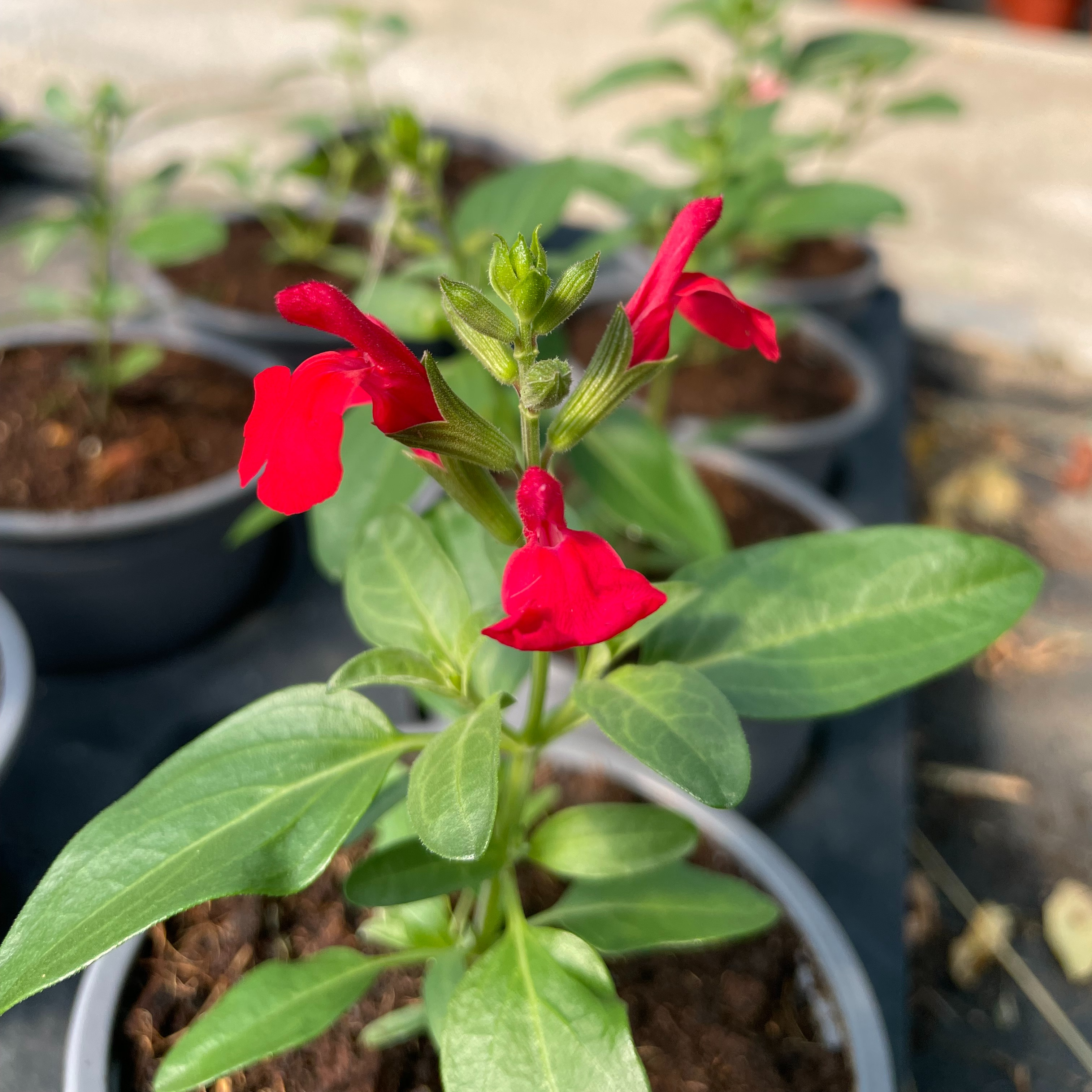 Salvia x jamensis ‘Cherry Queen’