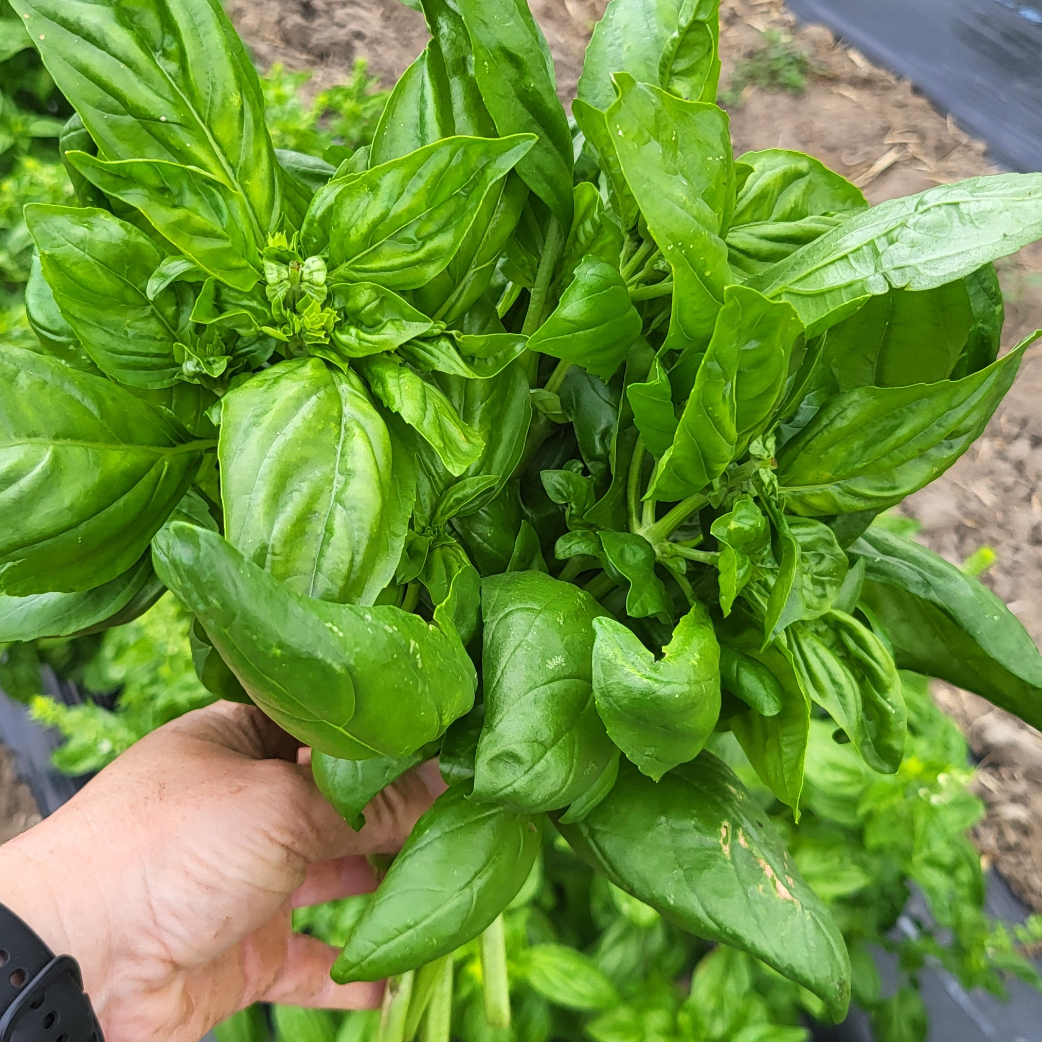 Basilic bouquet