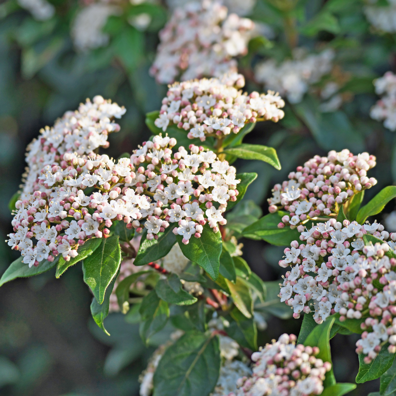 Laurier tin, Viburnum tinus - 3l