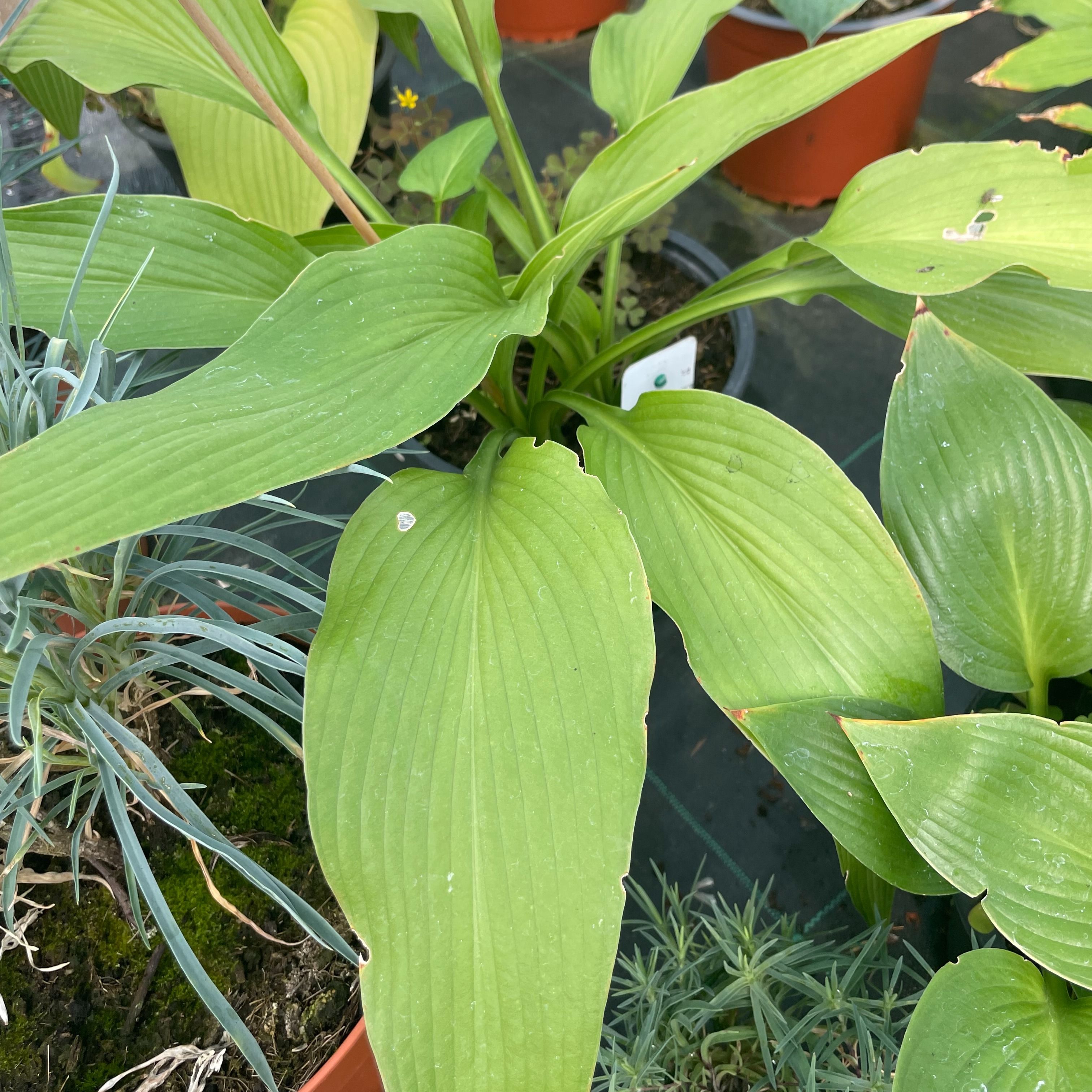 Hosta 'Jade Cascade'