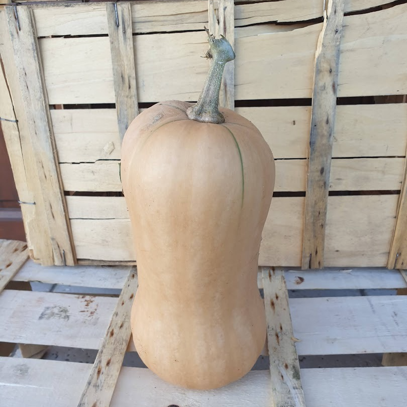 Courge Butternut - de 5kg