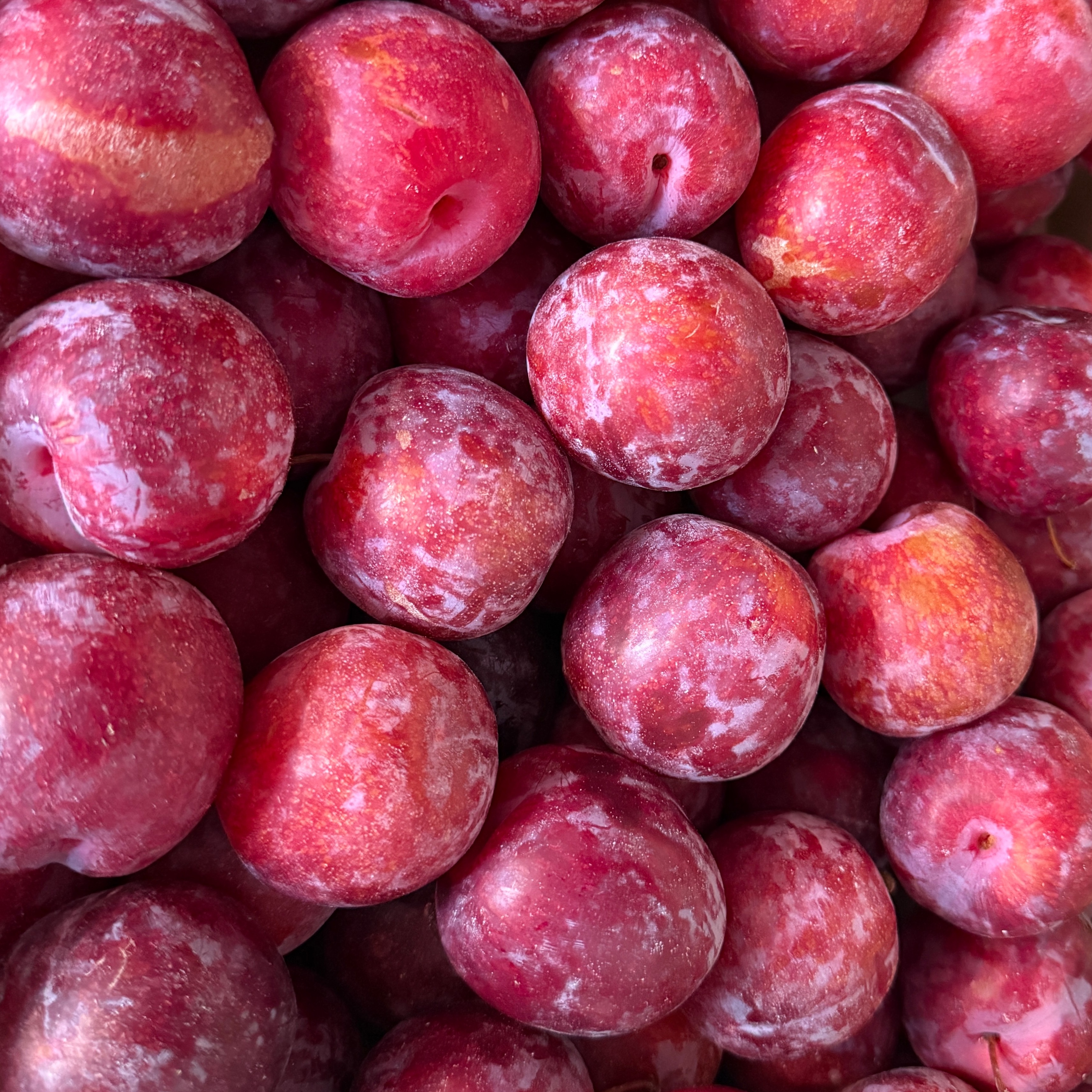 Prune grenadine extra