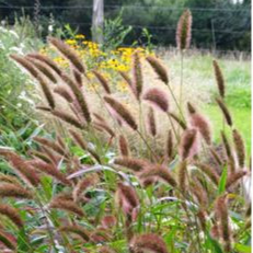 Setaria atropurpurea 'Caramel' - godet 8 cm