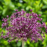 Allium Miami